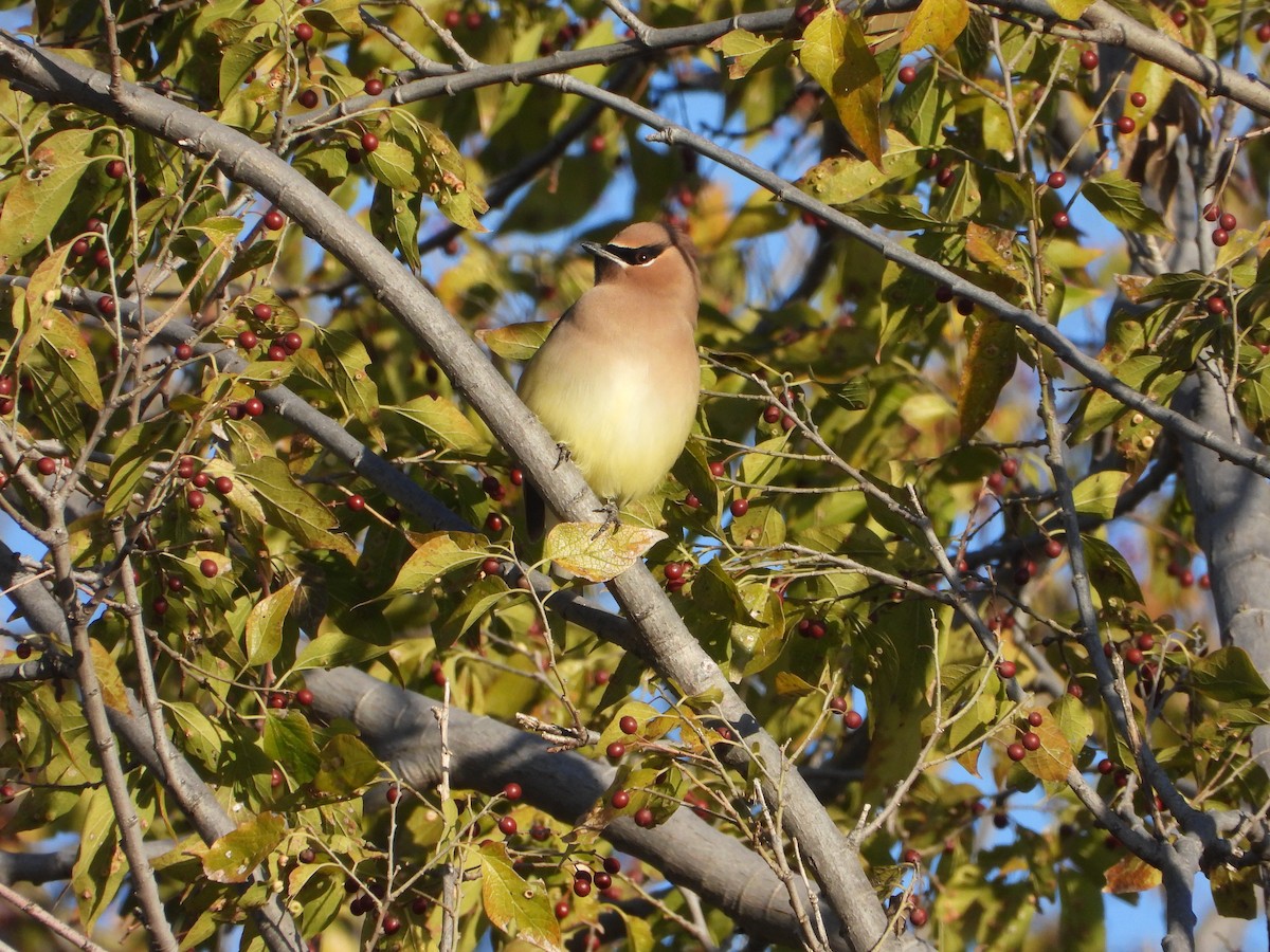 Cedar Waxwing - ML646791484