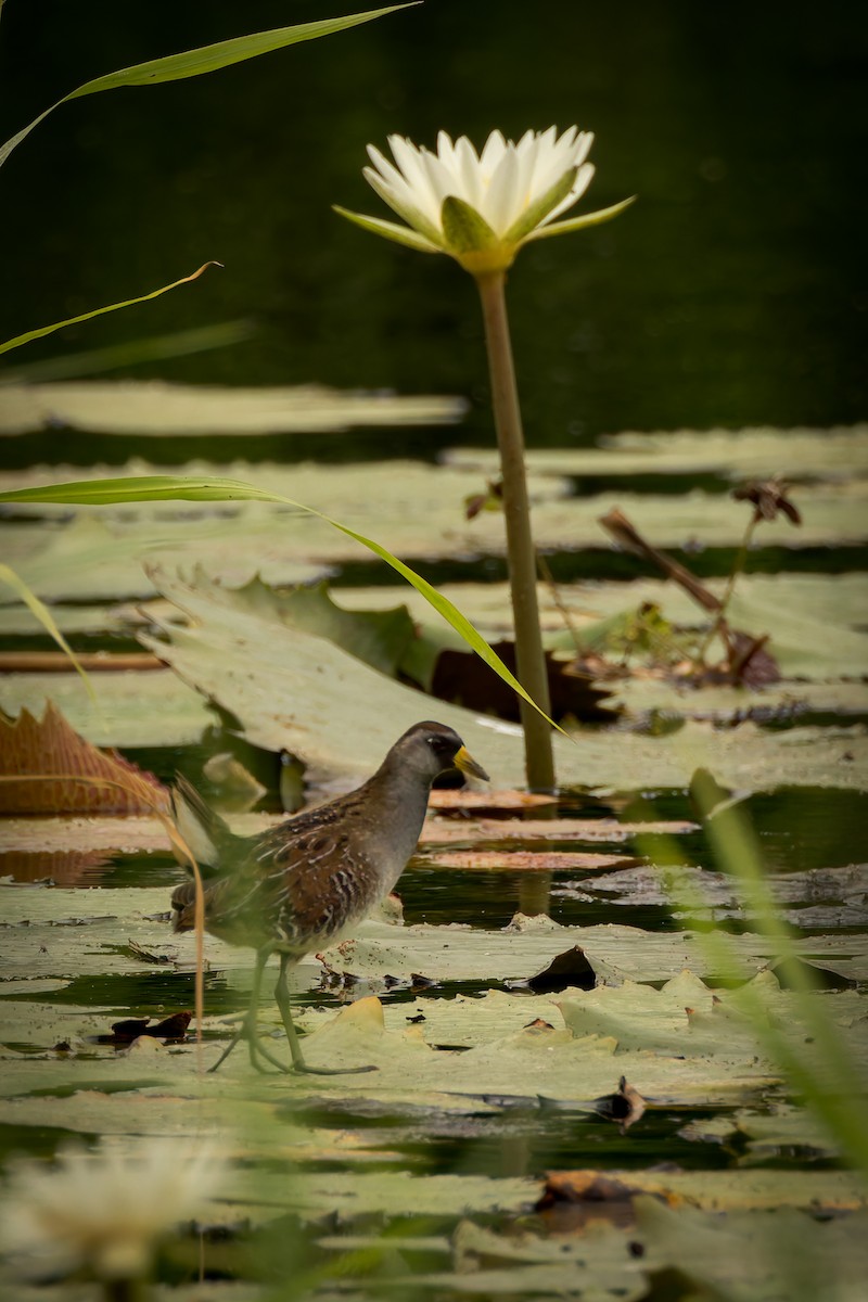 Polluela Sora - ML646791485