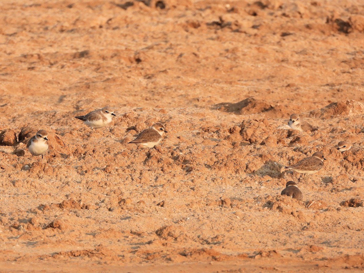 Kentish Plover - ML646791489