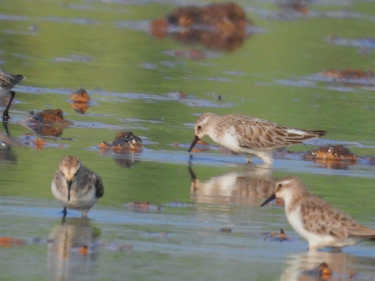 Küçük Kumkuşu - ML646791490