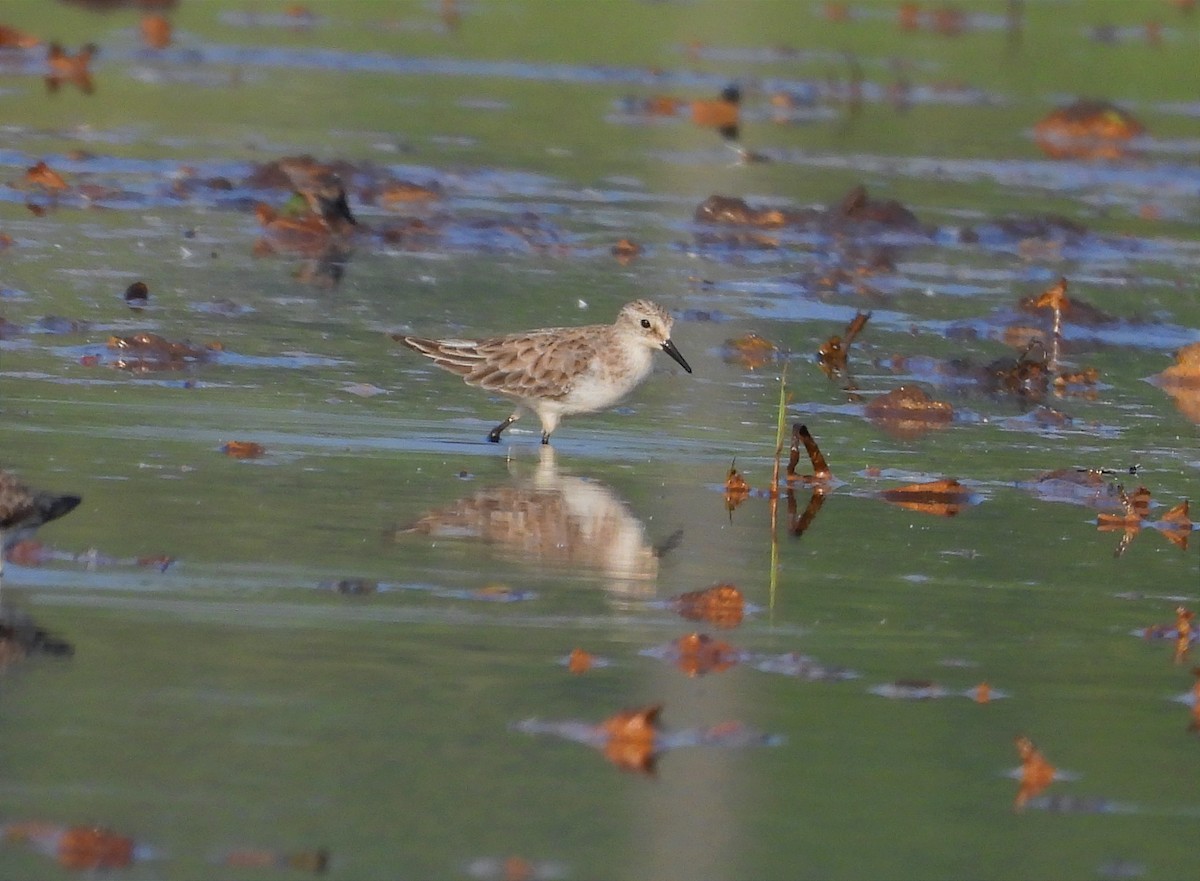 Küçük Kumkuşu - ML646791491