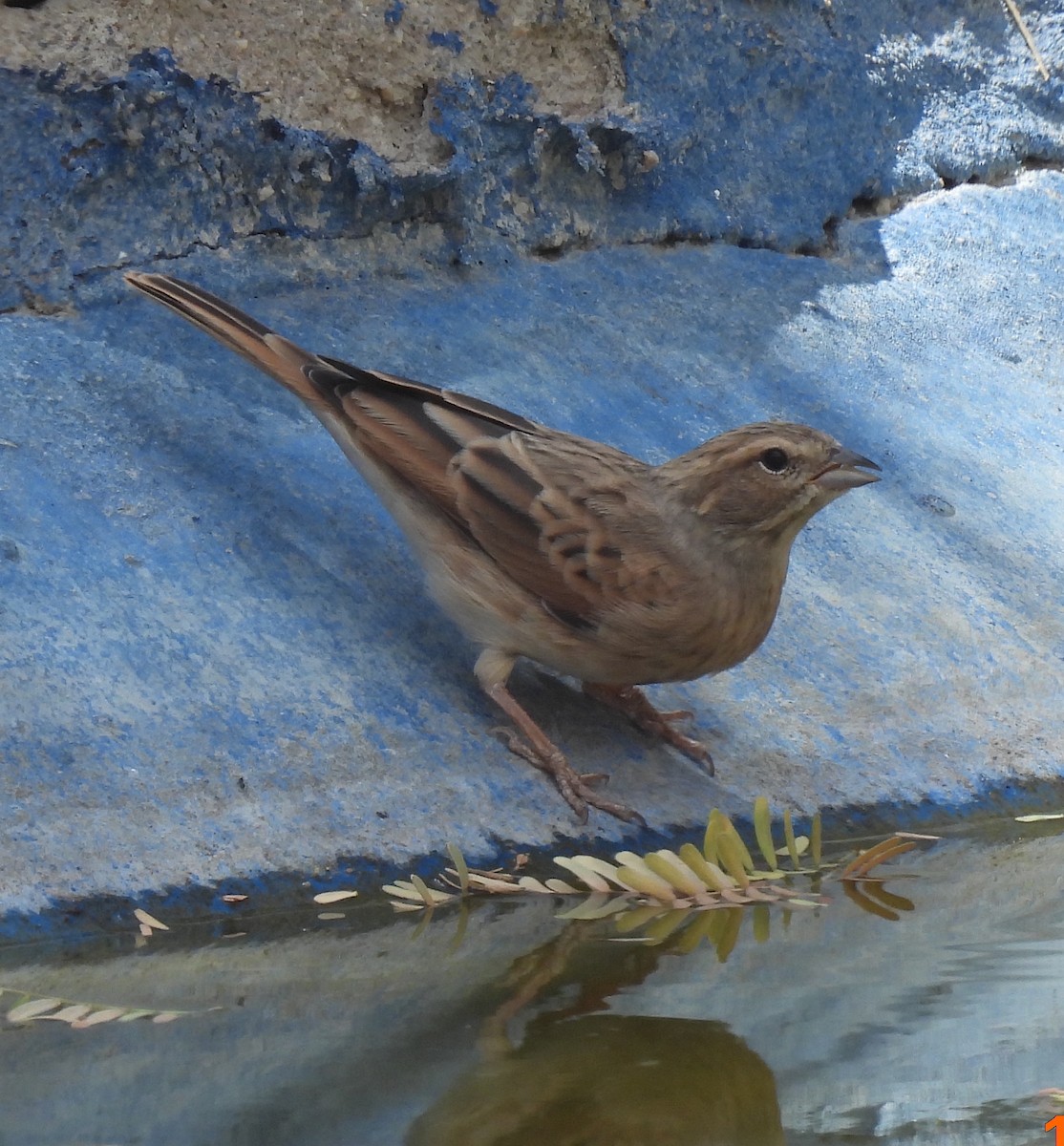 Бледная овсянка - ML646791492