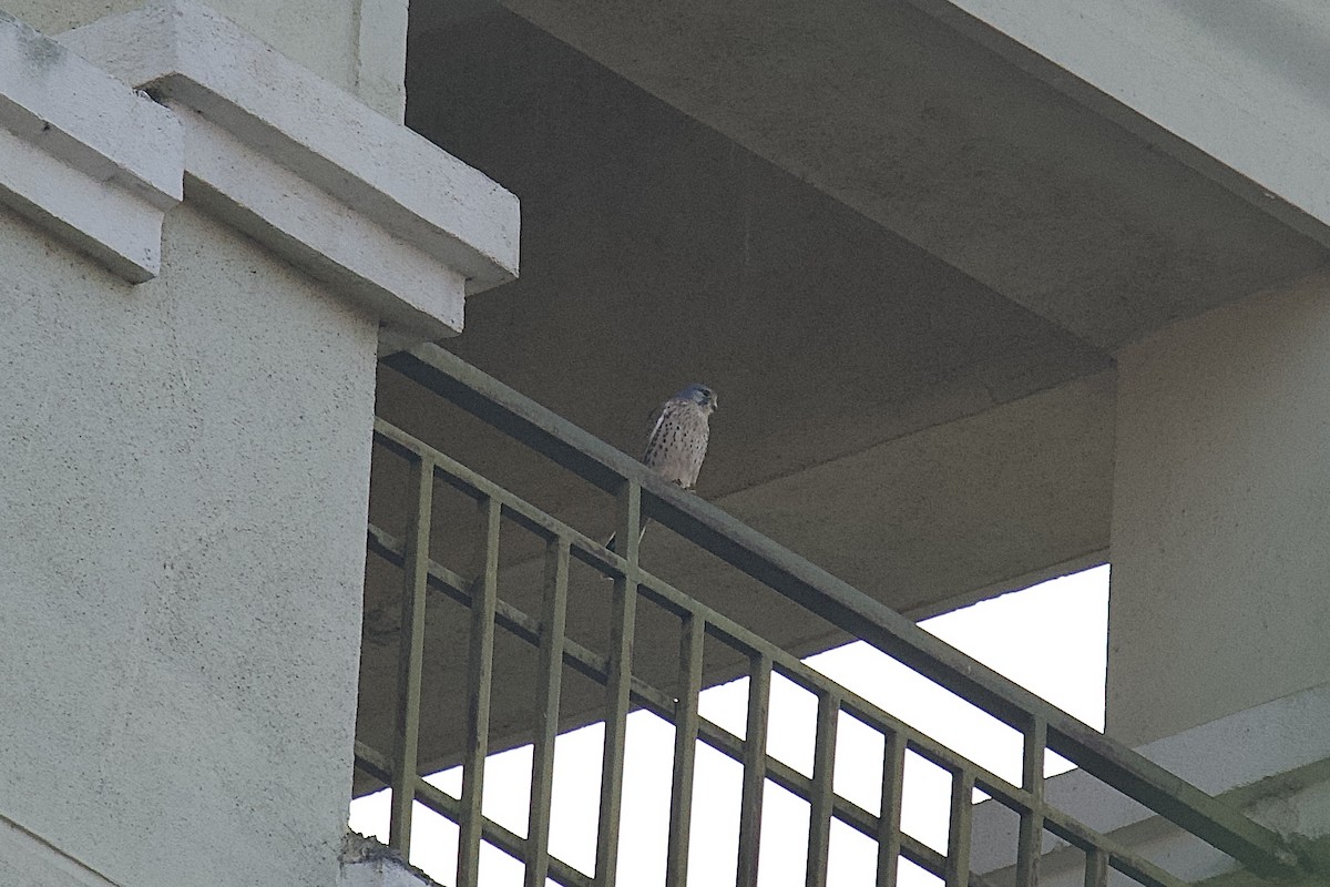 tårnfalk - ML646791494