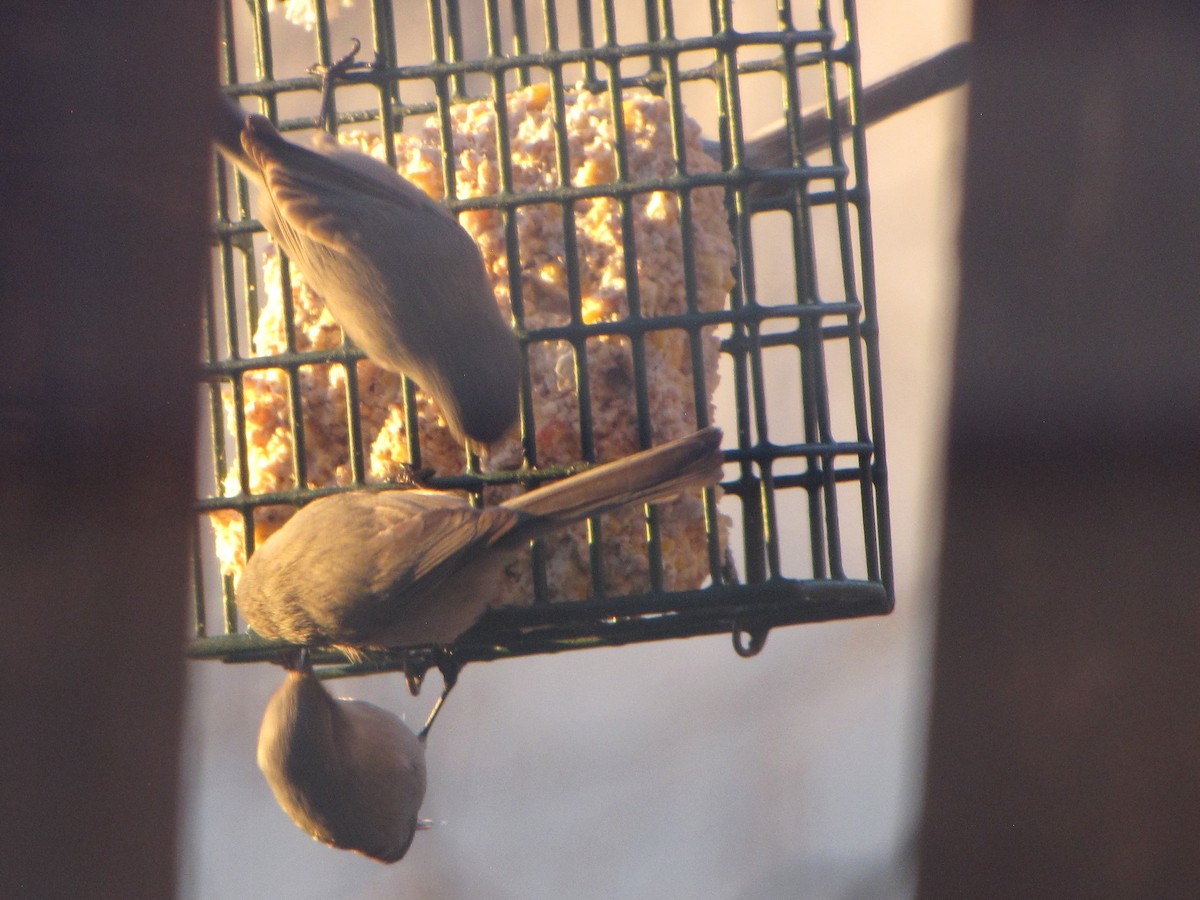 Mito Sastrecillo - ML646791495