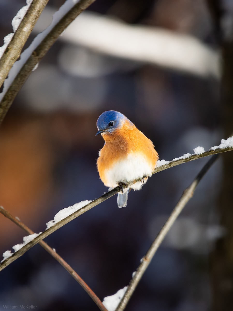 Eastern Bluebird - ML646791496