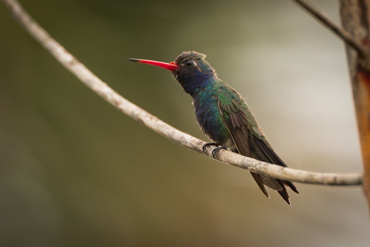 Turquoise-crowned Hummingbird - ML646791497