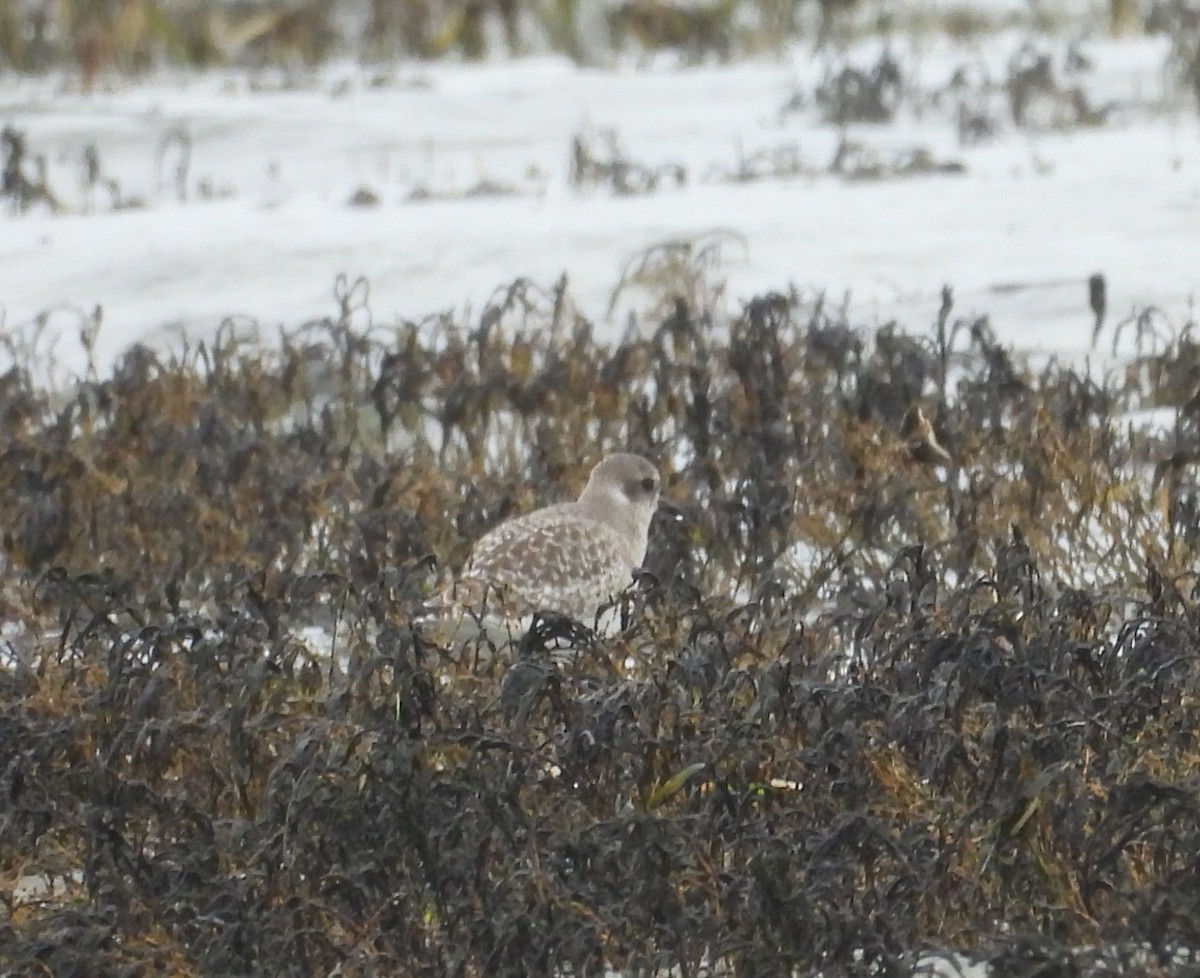 Сивка морська - ML646791498