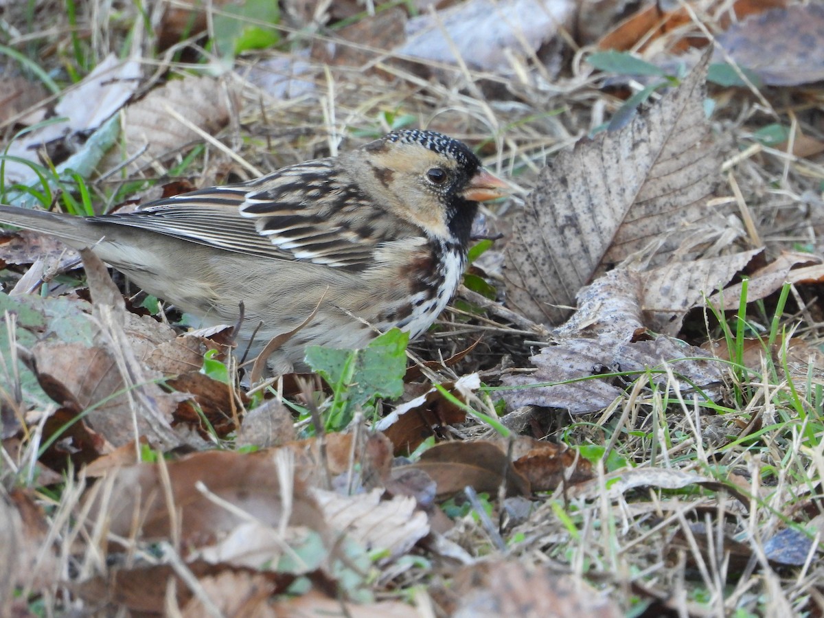 Harris's Sparrow - ML646791499