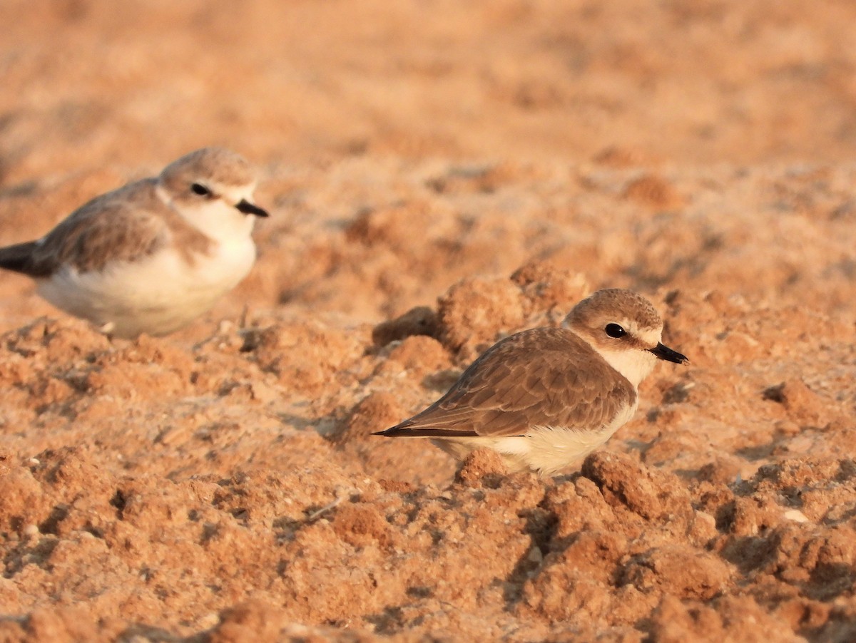 Kentish Plover - ML646791500