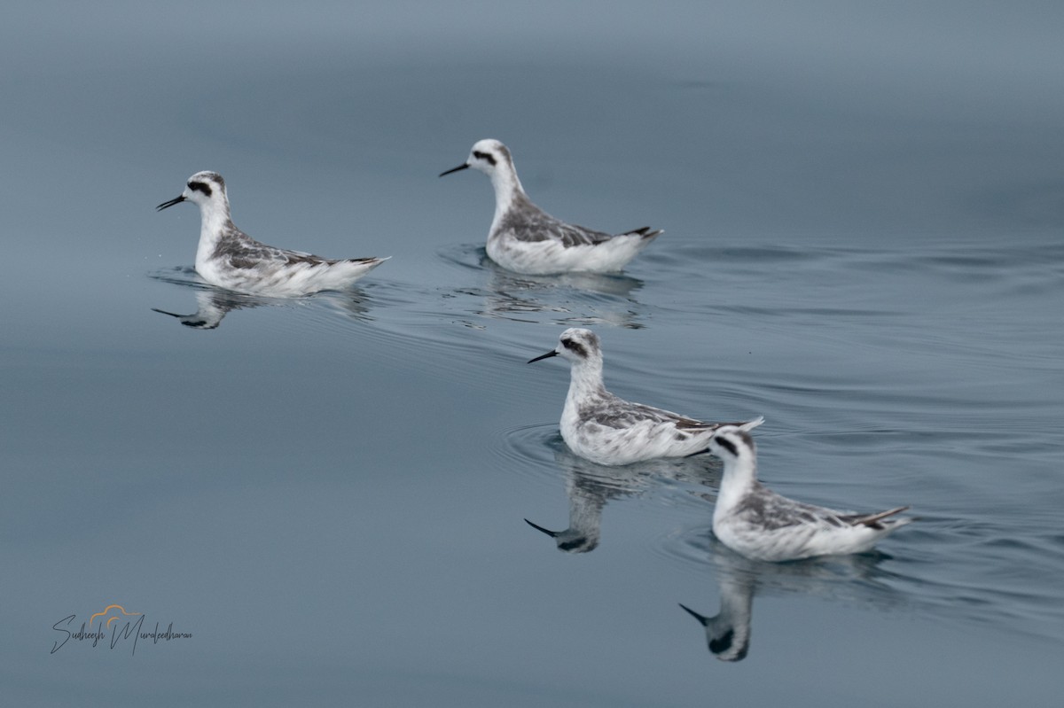 Red-necked Phalarope - ML646791501