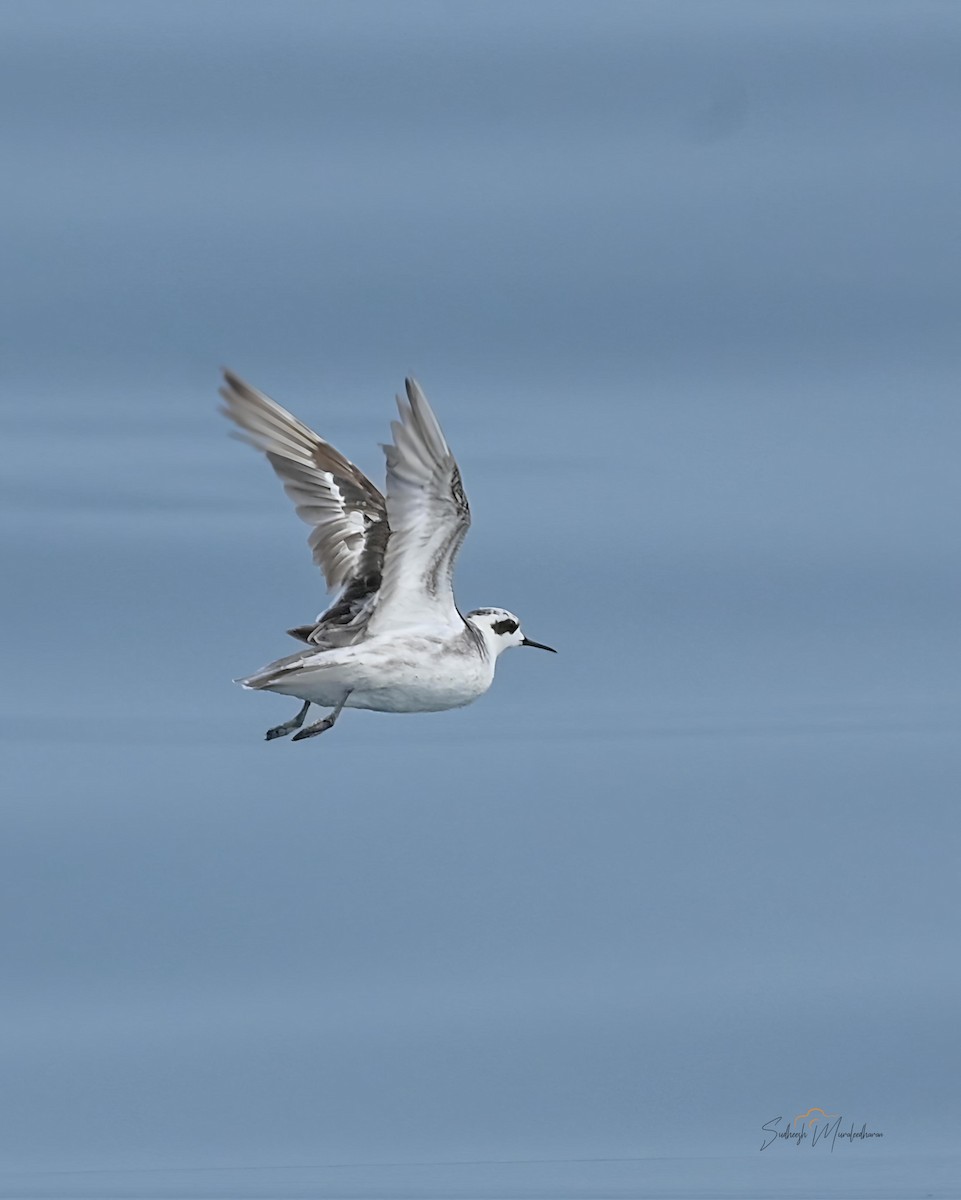 Red-necked Phalarope - ML646791502