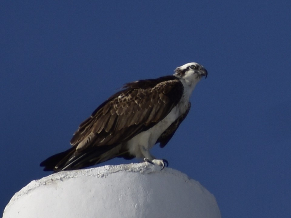 Osprey - ML646791505