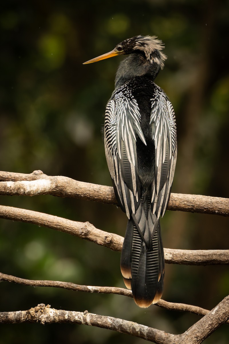 Anhinga - ML646791506