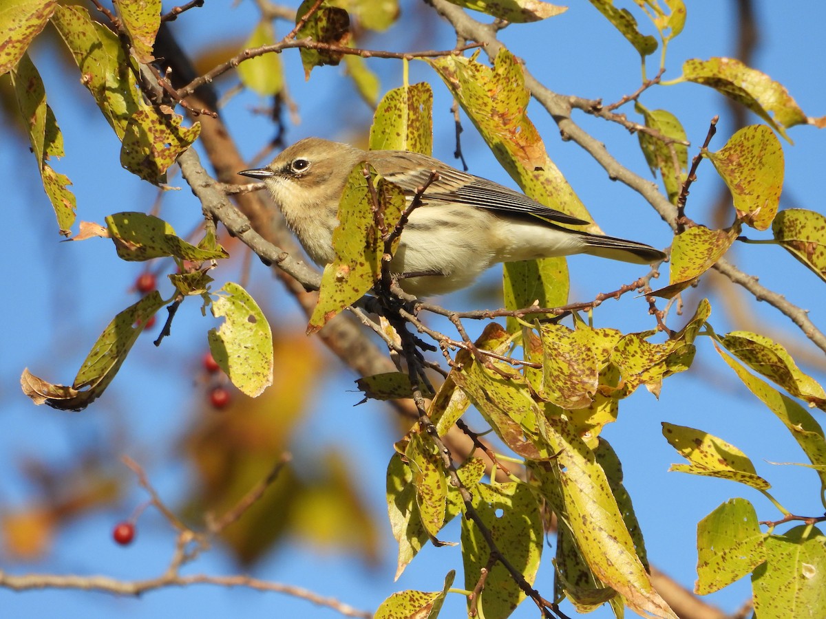 lesňáček žlutoskvrnný - ML646791509