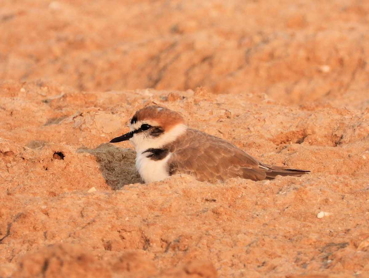 Kentish Plover - ML646791510