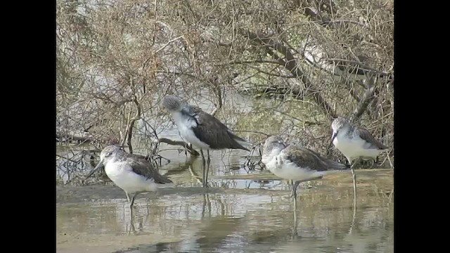 Большой улит - ML646791513