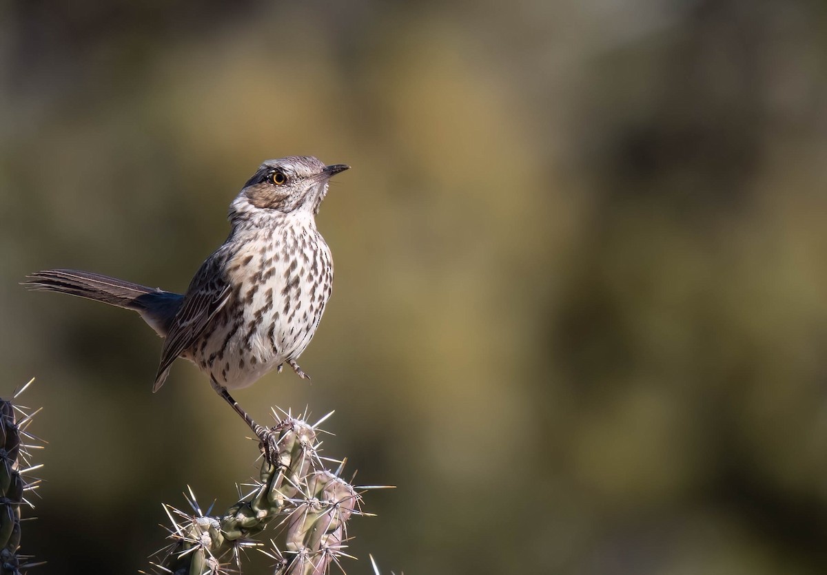 Sage Thrasher - ML646791515