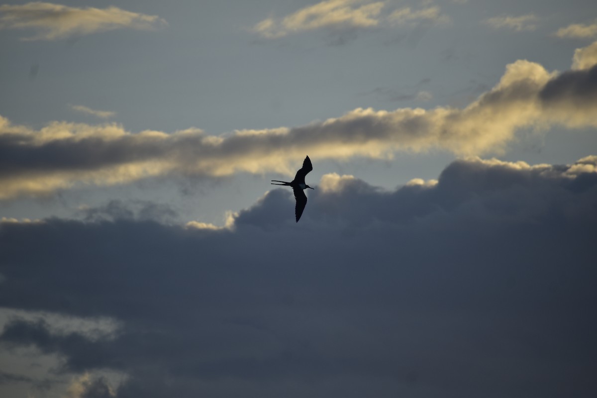 Magnificent Frigatebird - ML646791516