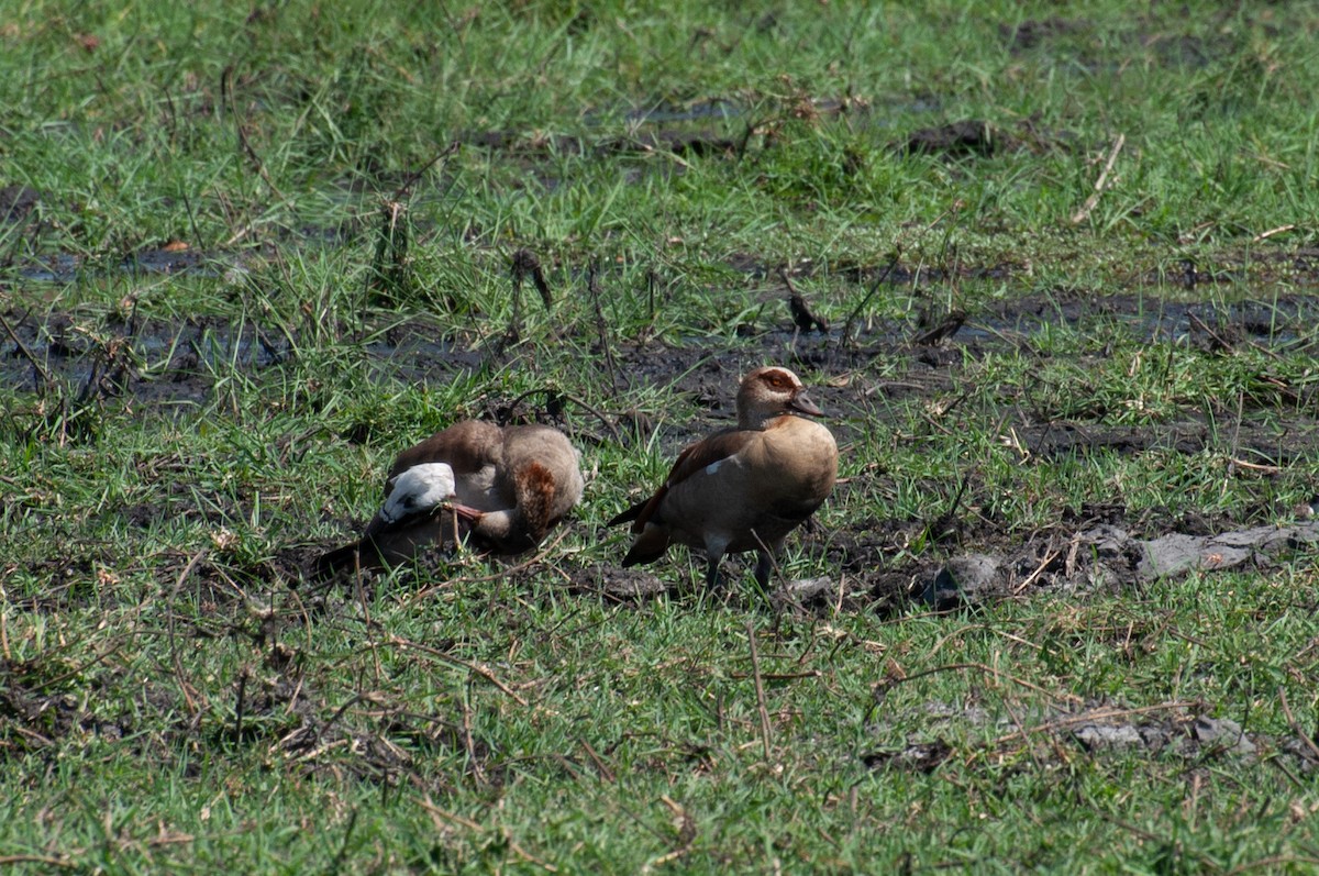 Nilgans - ML646791517