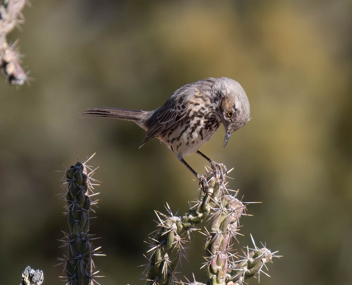 Sage Thrasher - ML646791518