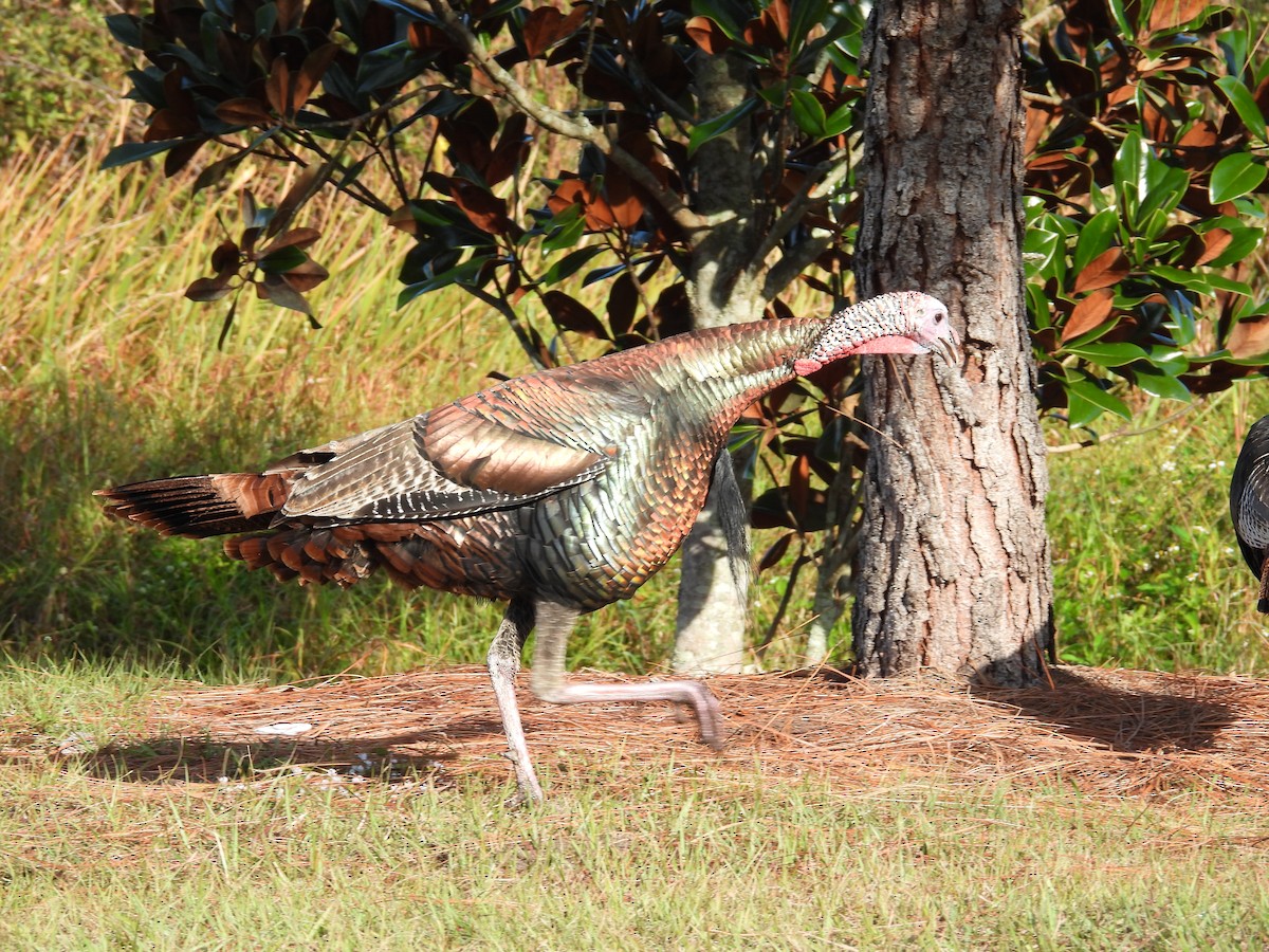 シチメンチョウ - ML646791519