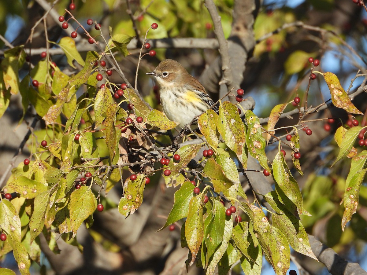 lesňáček žlutoskvrnný - ML646791520