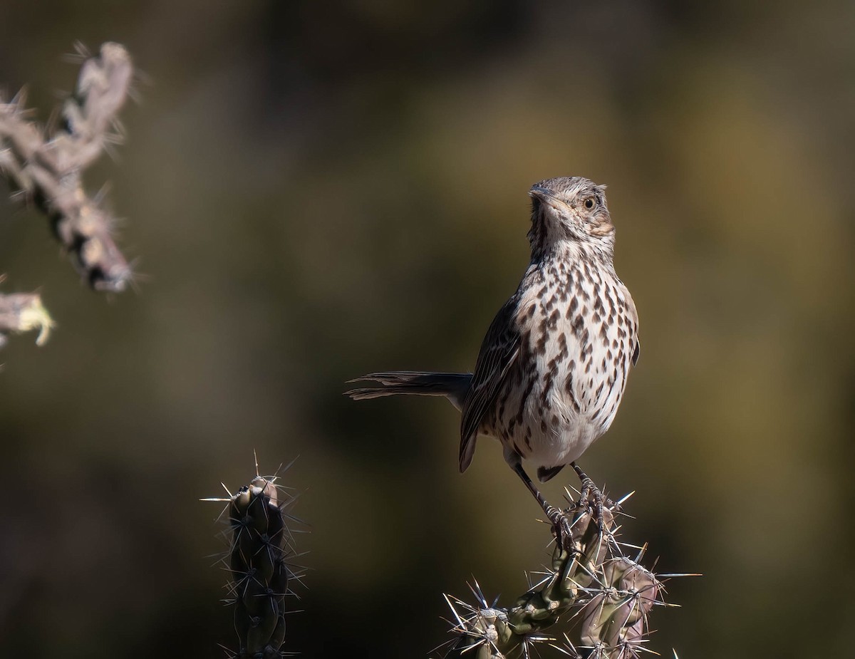 Sage Thrasher - ML646791523