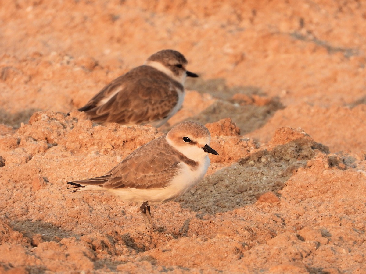 Kentish Plover - ML646791524