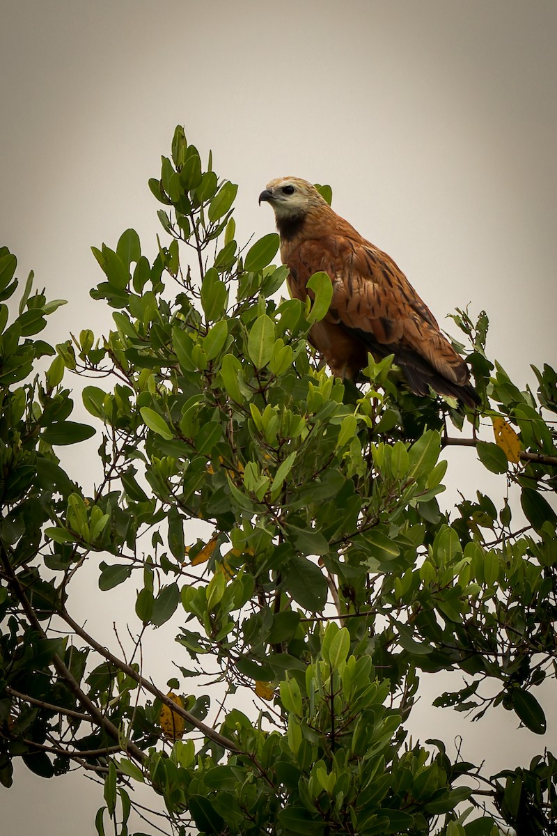 Black-collared Hawk - ML646791525