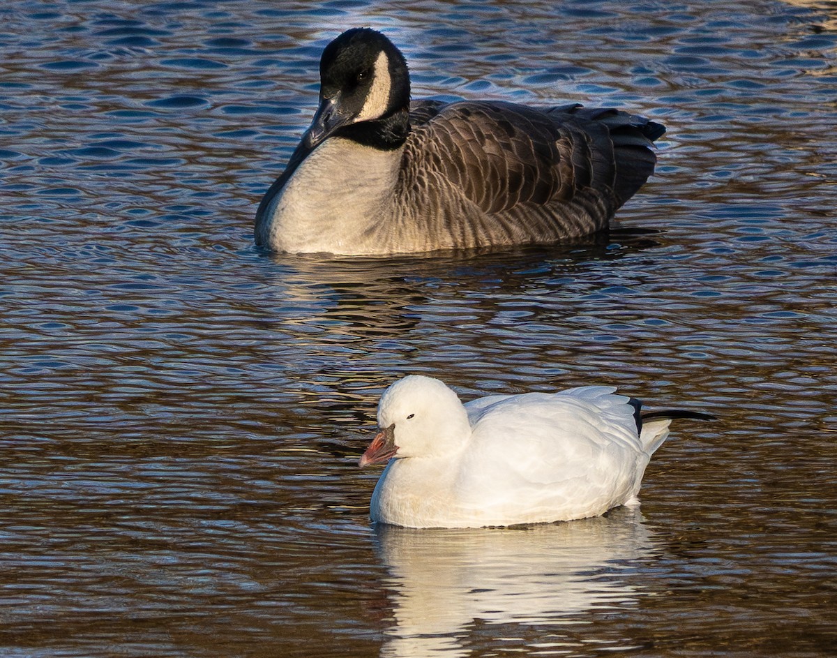 husa bělostná - ML646791526