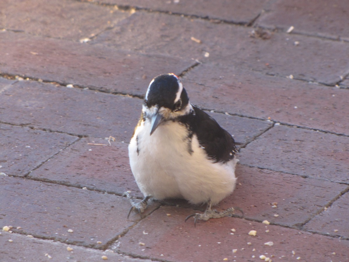 Hairy Woodpecker - ML646791527