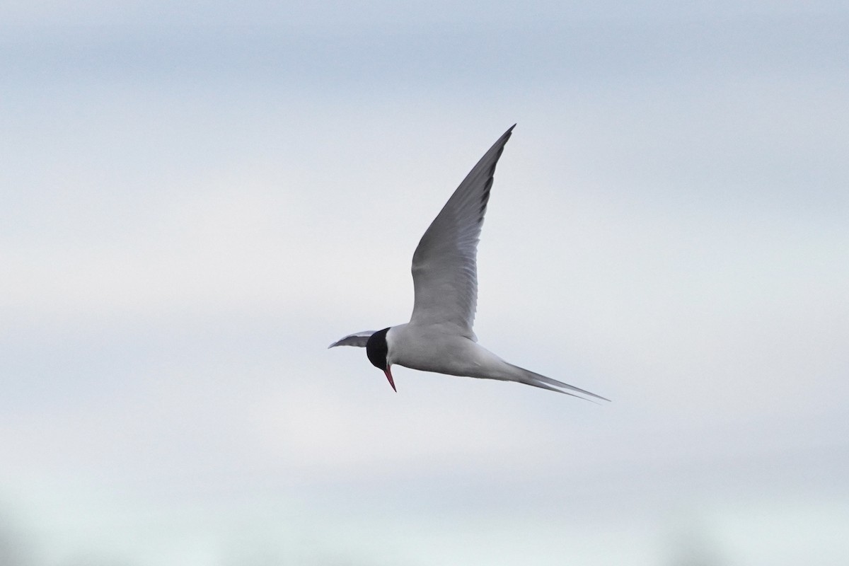 キョクアジサシ - ML646791528