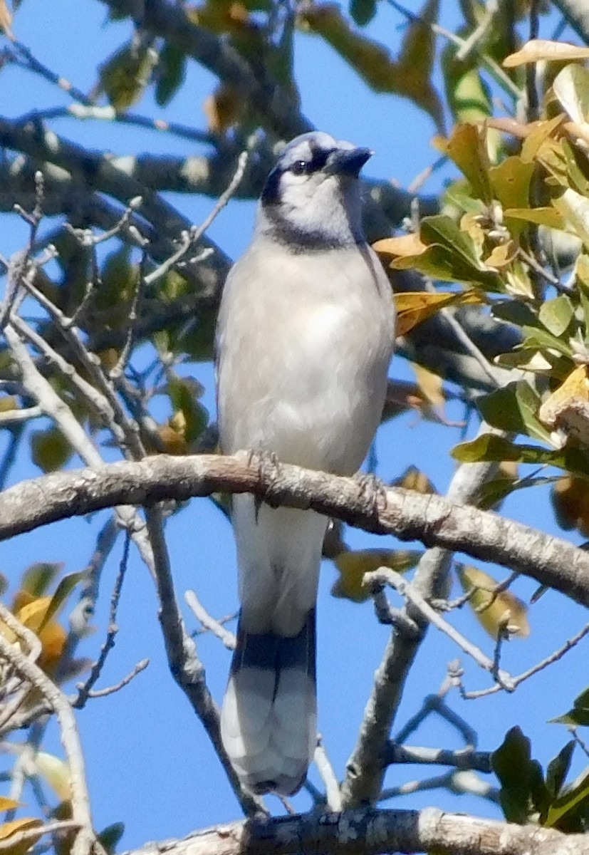 Blue Jay - ML646791529