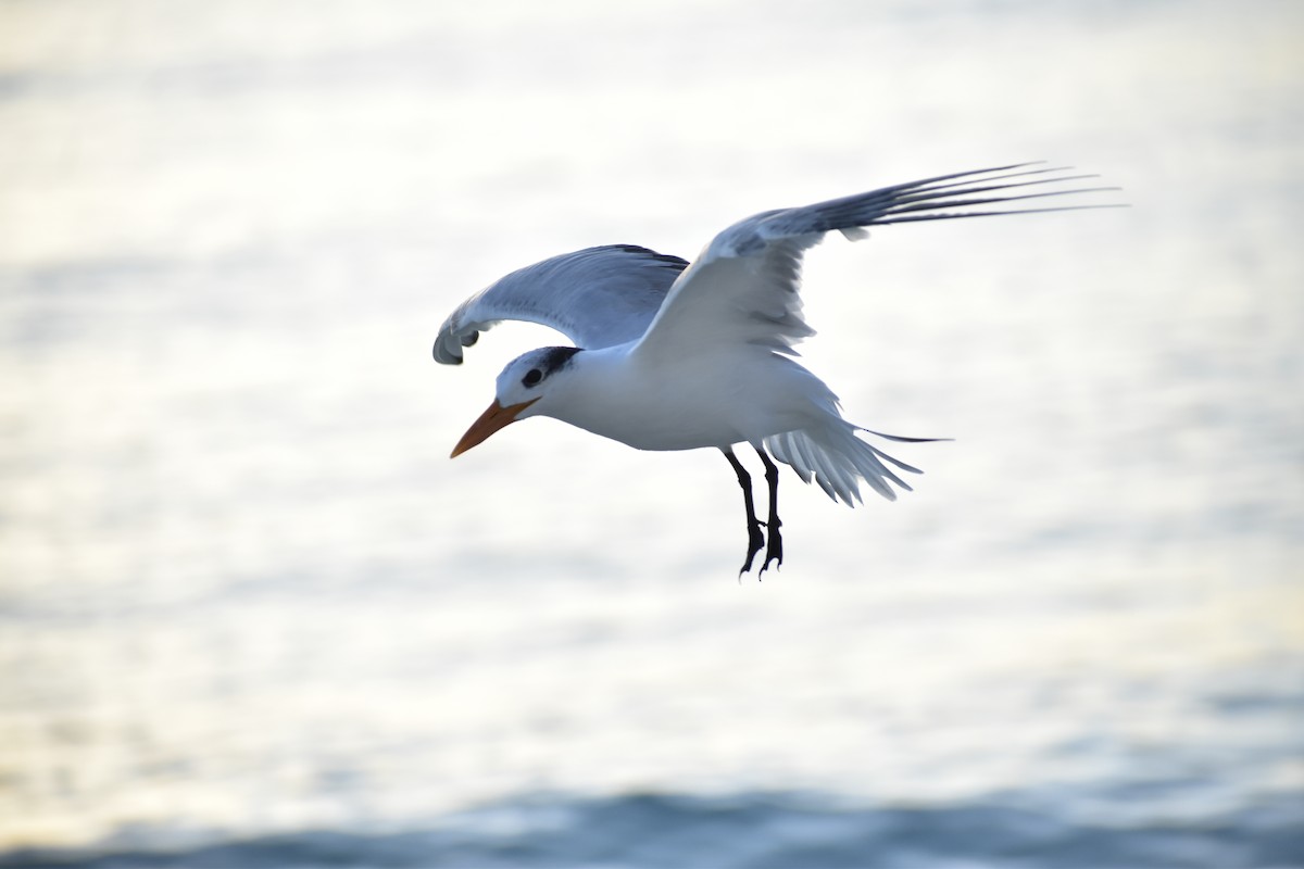 Royal Tern - ML646791530