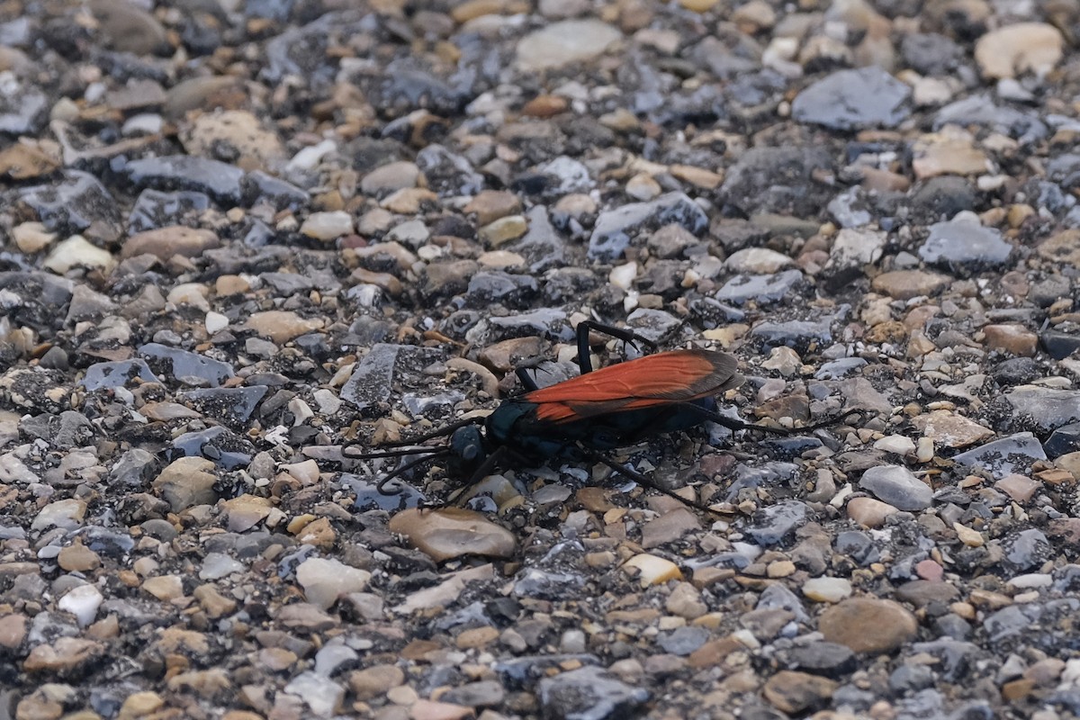 New World Tarantula-hawk Wasps - ML646791531