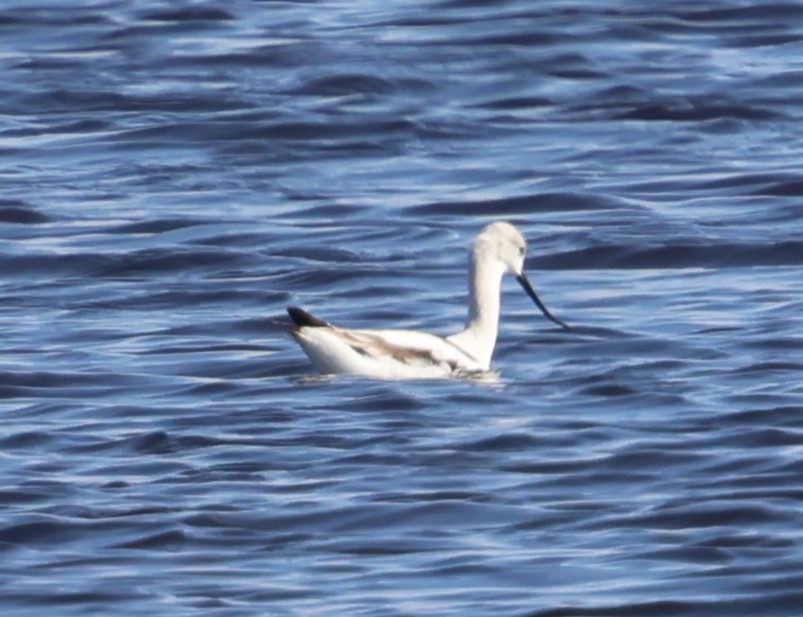 American Avocet - ML646791533