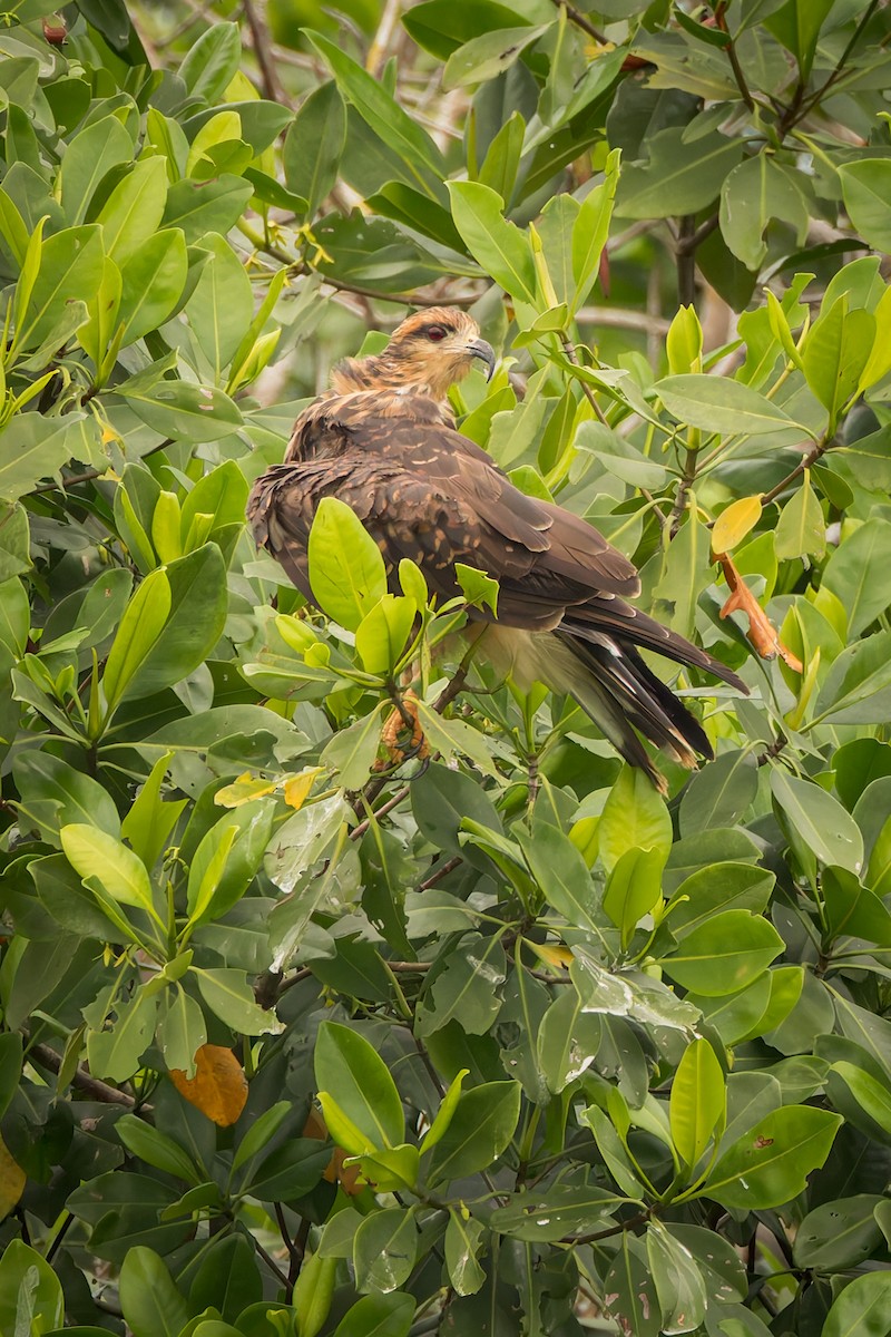 Snail Kite - ML646791534