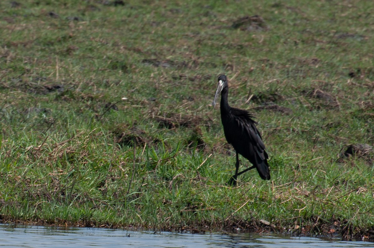 クロスキハシコウ - ML646791535