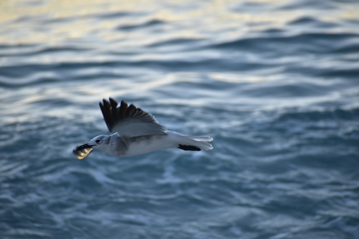 Laughing Gull - ML646791536