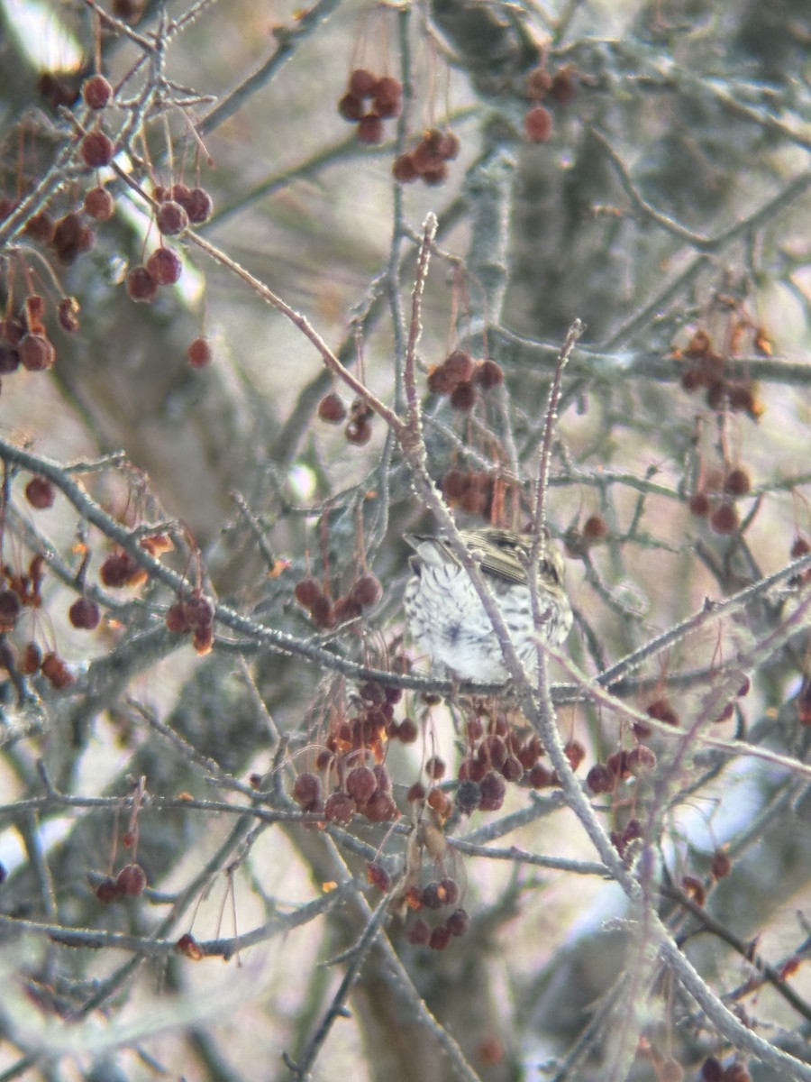 Cassin's Finch - ML646791537