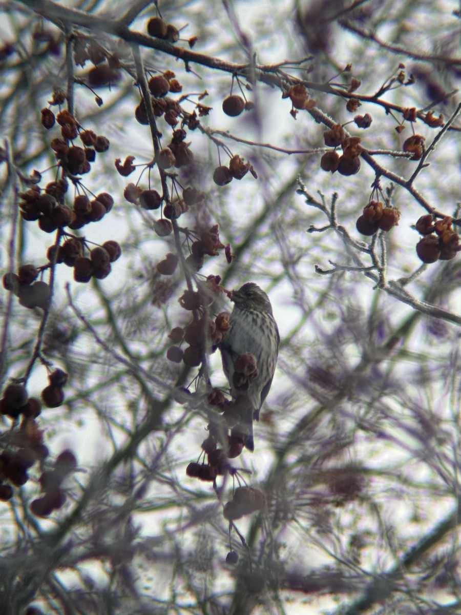 Cassin's Finch - ML646791538