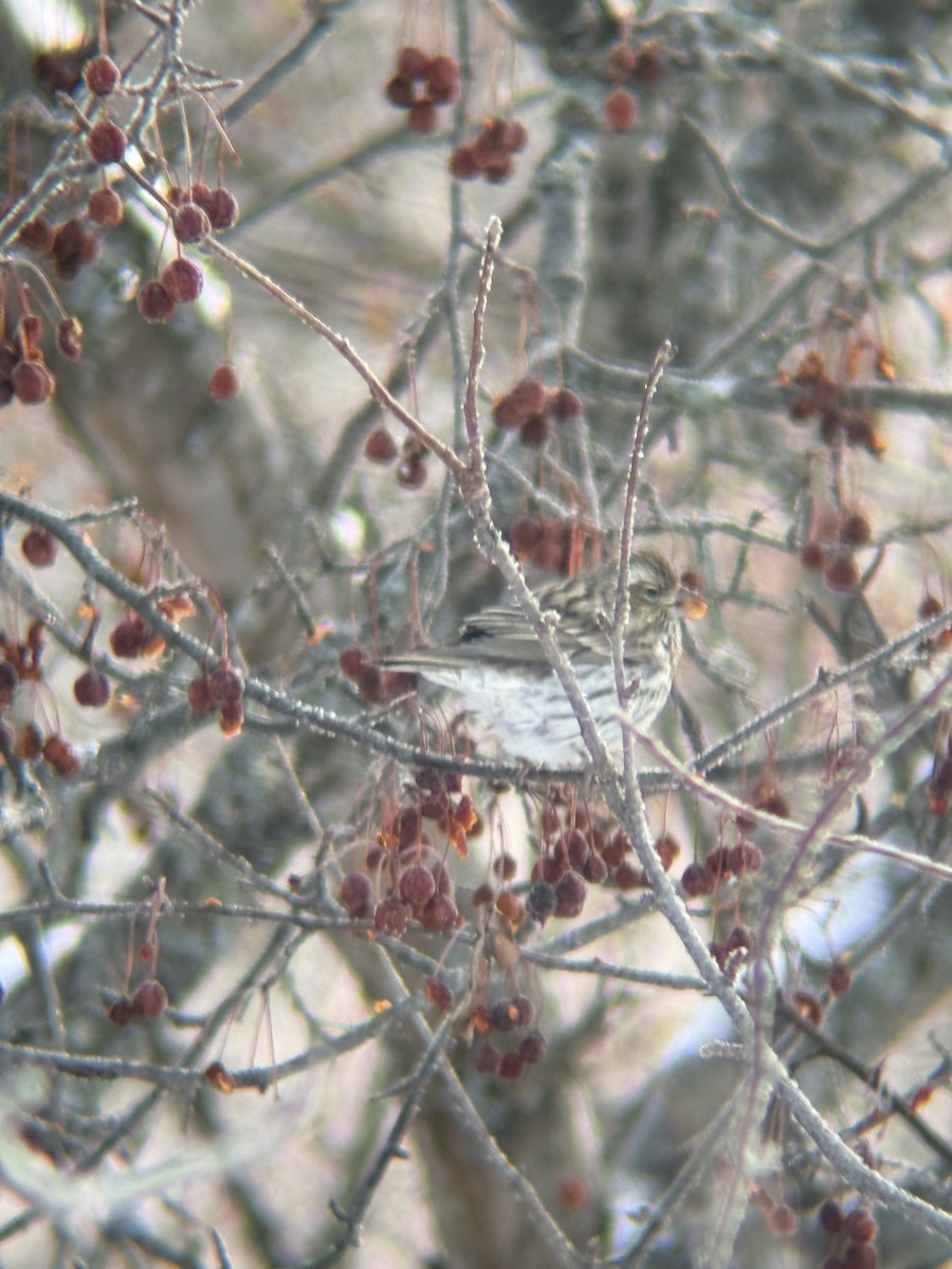 Cassin's Finch - ML646791539