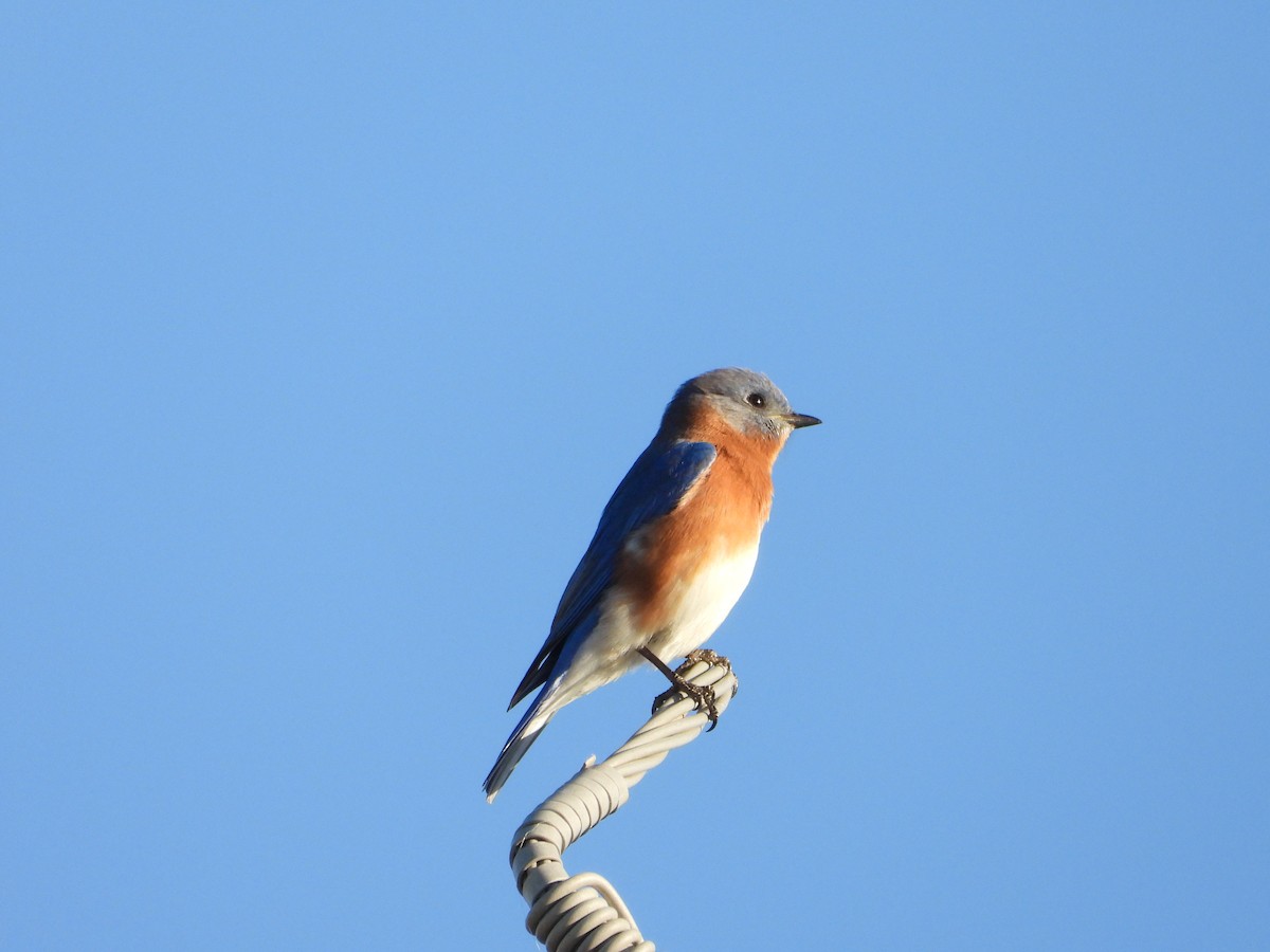 salašník modrý - ML646791542