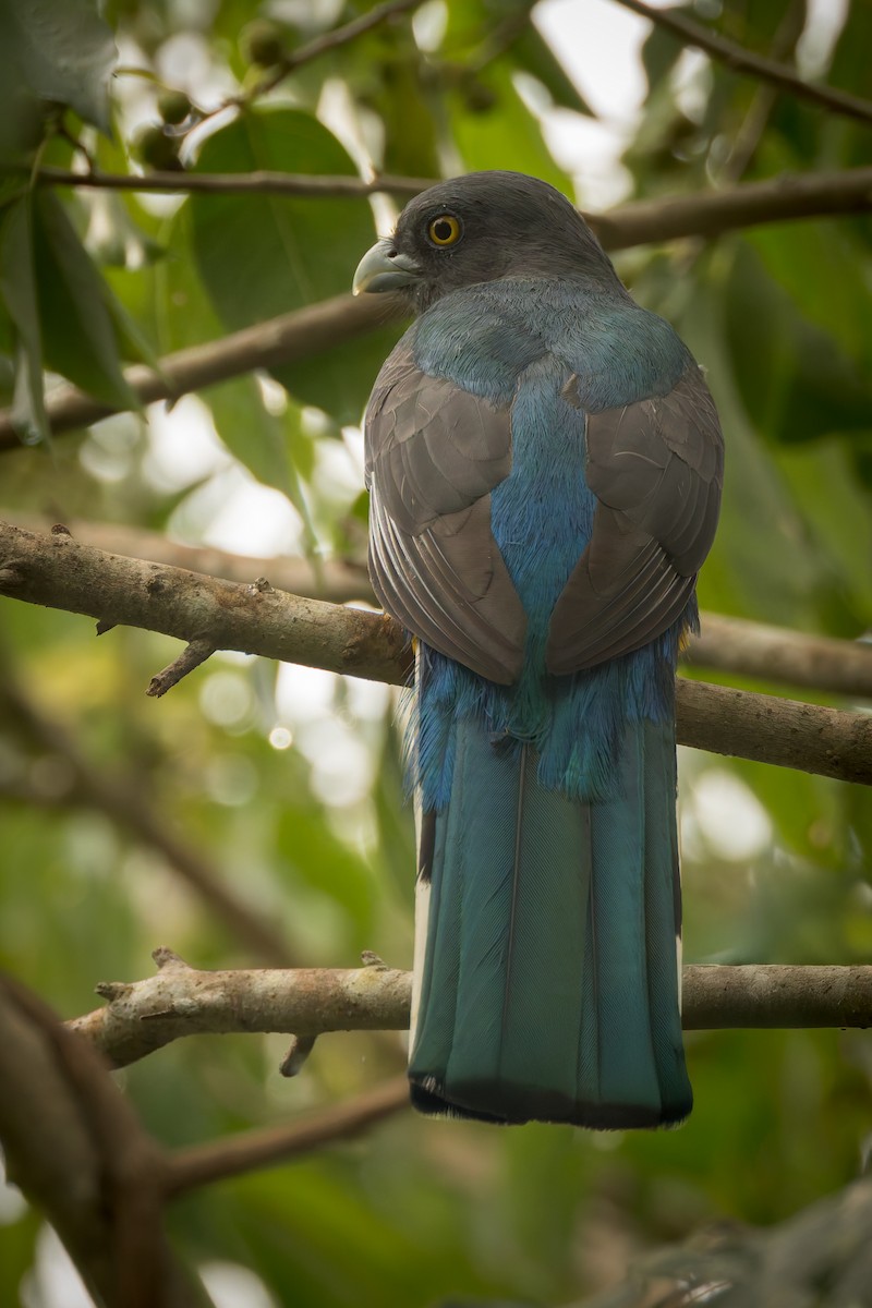 Citreoline Trogon - ML646791543