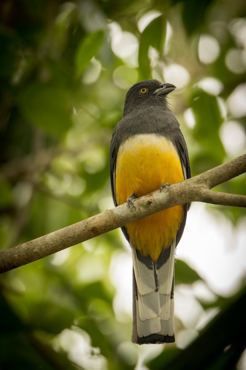 Citreoline Trogon - ML646791544