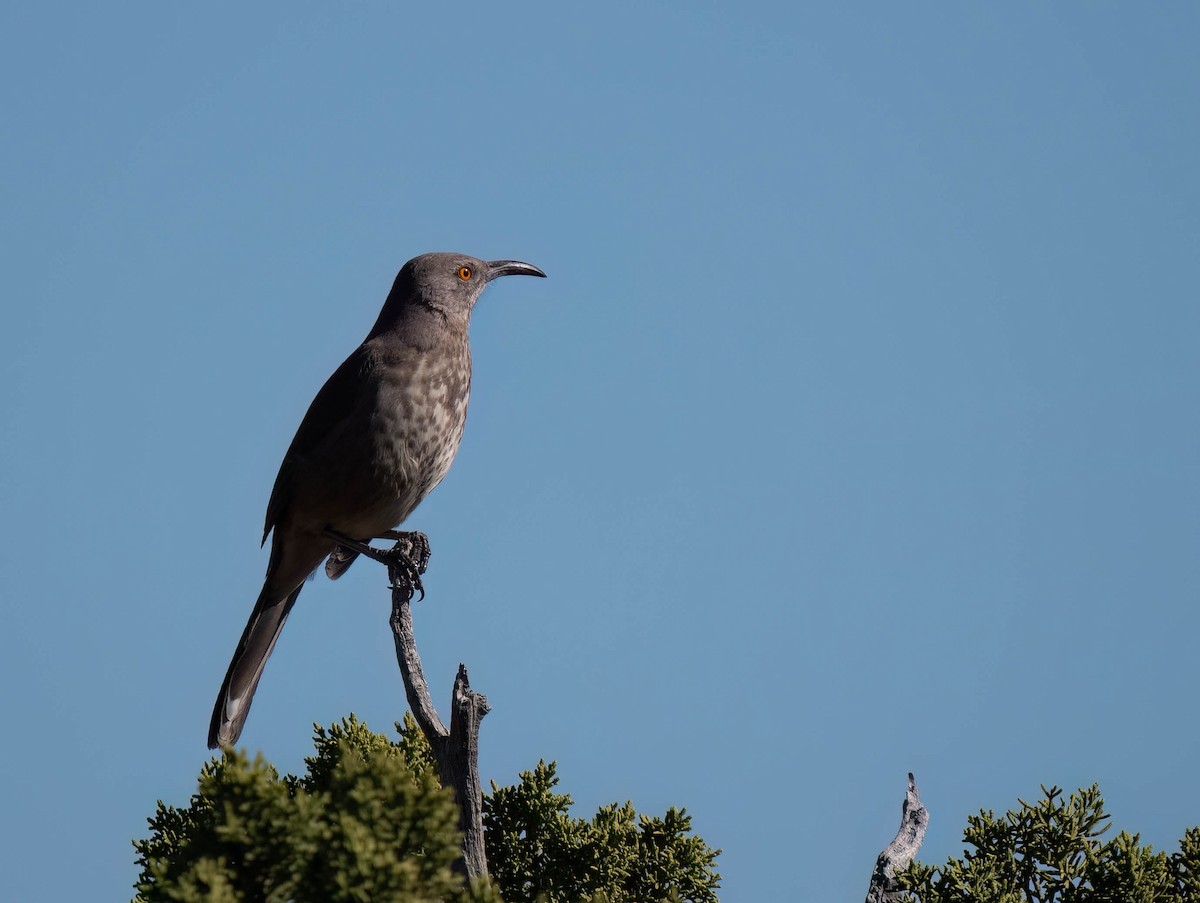 Curve-billed Thrasher - ML646791546