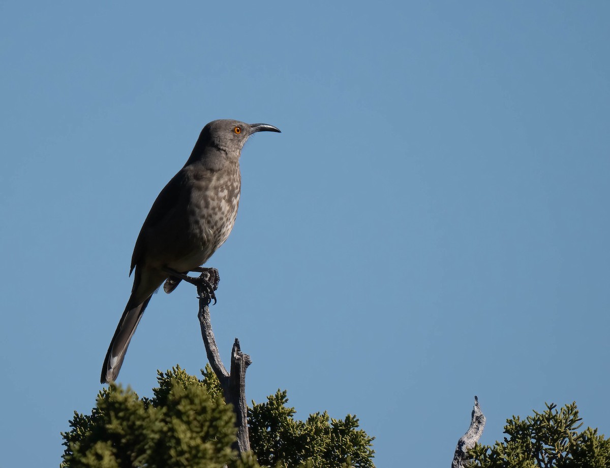 Curve-billed Thrasher - ML646791547