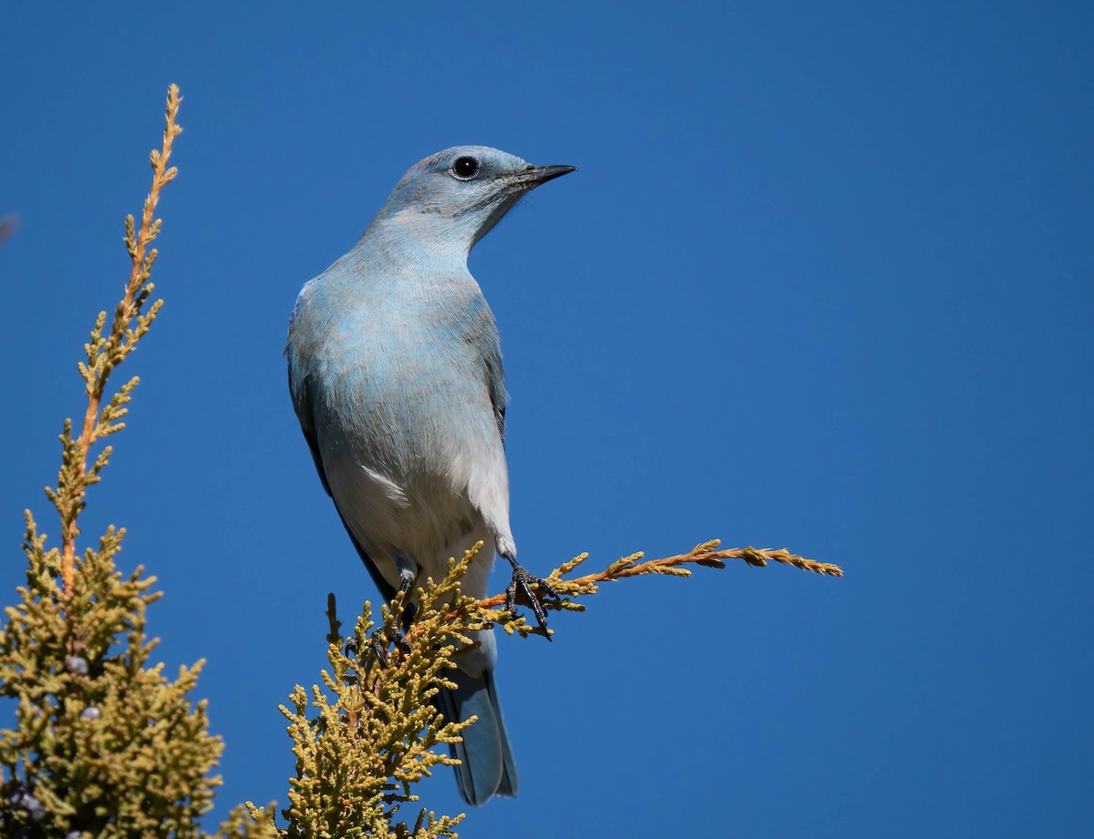 Dağ Mavi Ardıcı - ML646791550