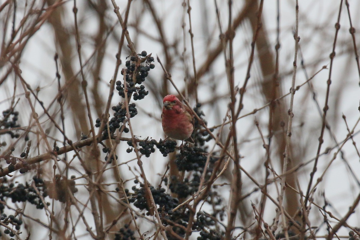 Purple Finch - ML646791551