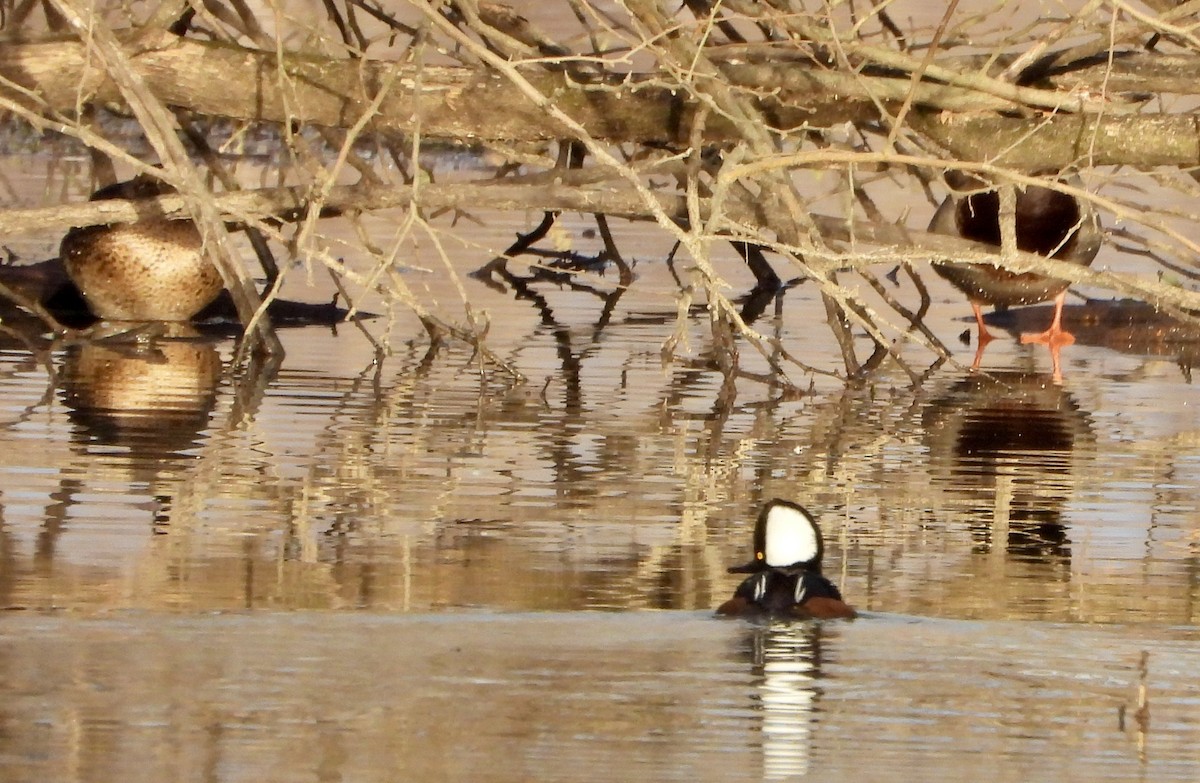 Zerra buruhandia - ML646791552